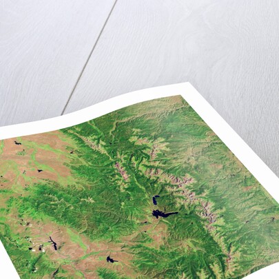 Pine Bark Beetle Damage to Forests, before image by Anonymous