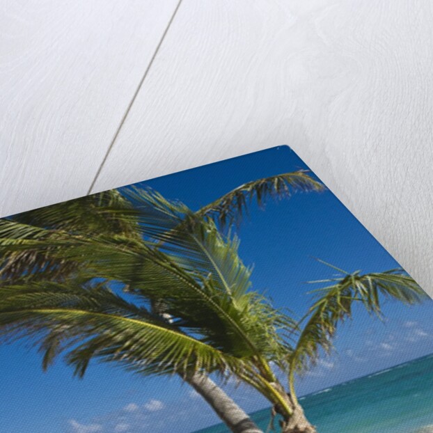 Palm trees on beach, Playa El Cortecito, Bavaro, Dominican Republic by Anonymous