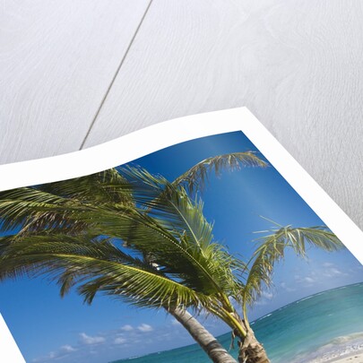 Palm trees on beach, Playa El Cortecito, Bavaro, Dominican Republic by Anonymous