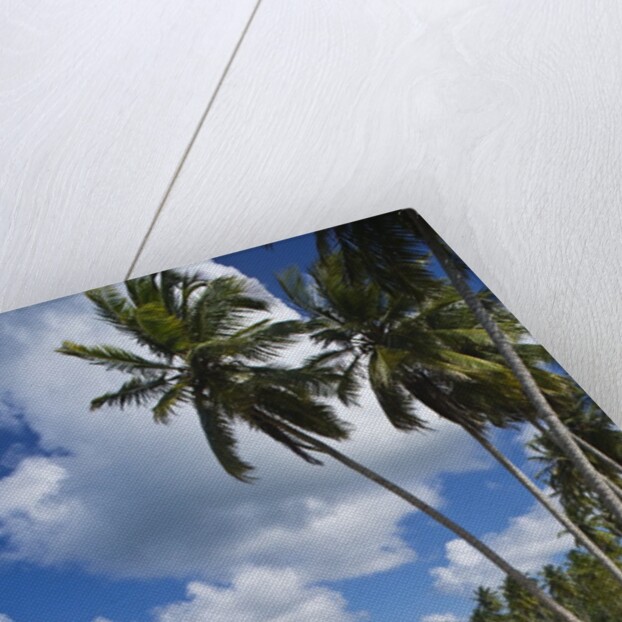 Tropical beach, Playa Rincon, Samana Peninsula, Dominican Republic by Anonymous
