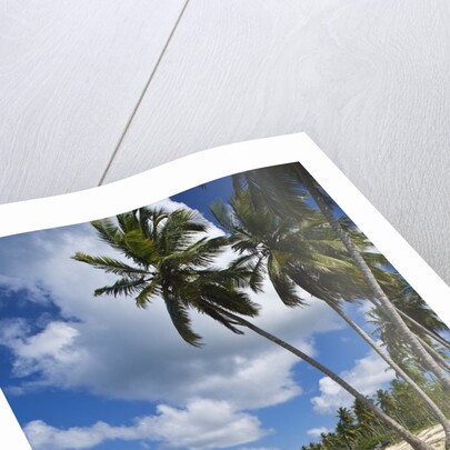 Tropical beach, Playa Rincon, Samana Peninsula, Dominican Republic by Anonymous