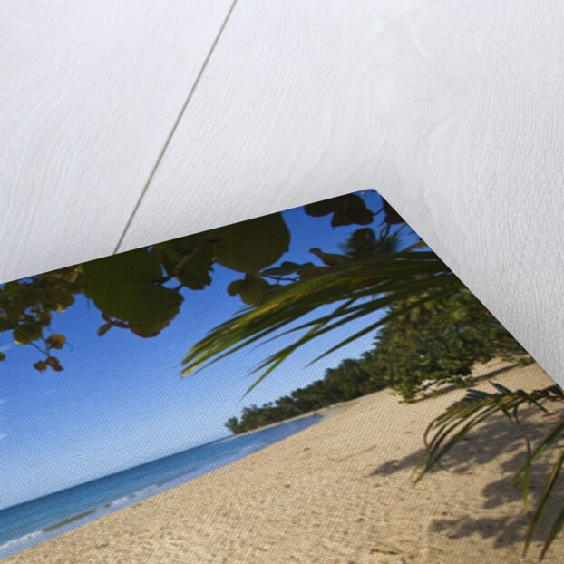 Tropical beach, Las Terrenas, Dominican Republic by Anonymous