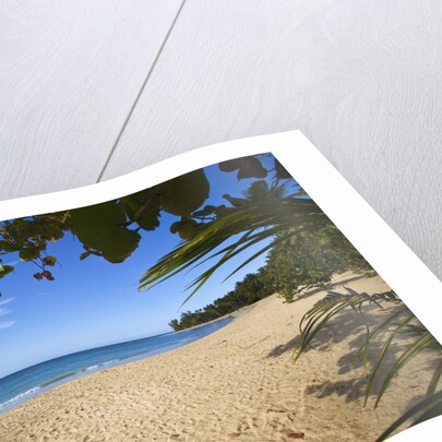 Tropical beach, Las Terrenas, Dominican Republic by Anonymous