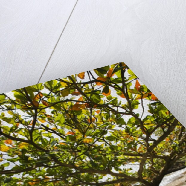 Tropical tree on beach, Samana Peninsula, Dominican Republic by Anonymous