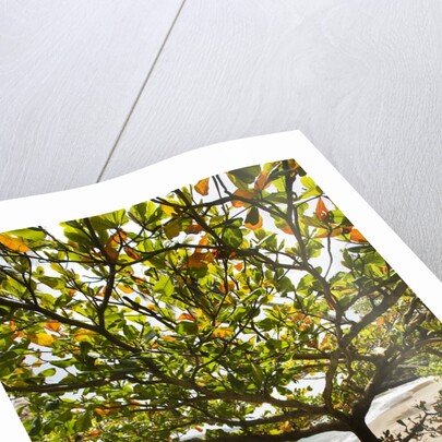 Tropical tree on beach, Samana Peninsula, Dominican Republic by Anonymous