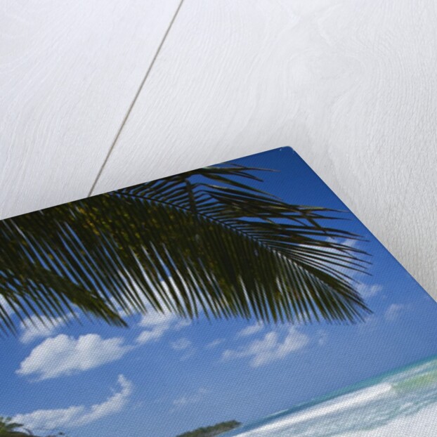 Tropical beach, Las Terrenas, Dominican Republic by Anonymous