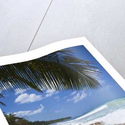 Tropical beach, Las Terrenas, Dominican Republic by Anonymous