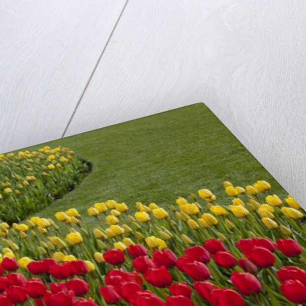North America, United States, Washington, Mount Vernon, tulips in bloom at annual Skagit Valley Tuli by Anonymous