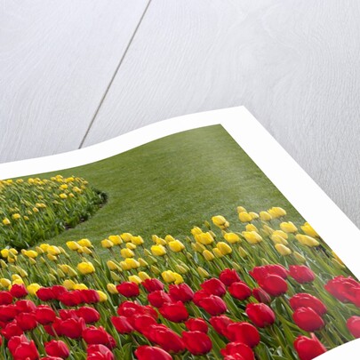 North America, United States, Washington, Mount Vernon, tulips in bloom at annual Skagit Valley Tuli by Anonymous