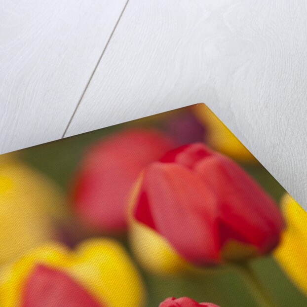 North America, United States, Washington, Mount Vernon, tulips in bloom at annual Skagit Valley Tuli by Anonymous