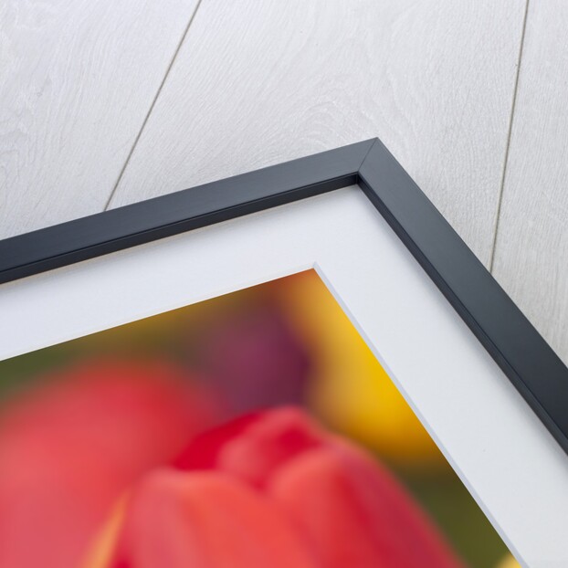 North America, United States, Washington, Mount Vernon, tulips in bloom at annual Skagit Valley Tuli by Anonymous