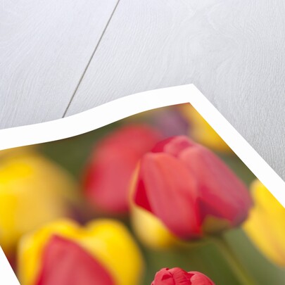 North America, United States, Washington, Mount Vernon, tulips in bloom at annual Skagit Valley Tuli by Anonymous