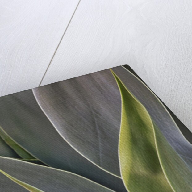 Agave Plants on the Island of Maui by Anonymous