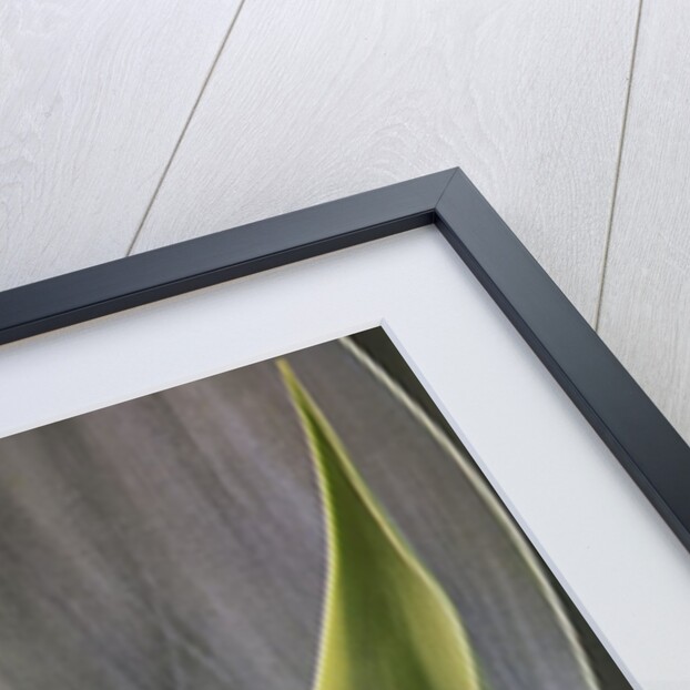 Agave Plants on the Island of Maui by Anonymous