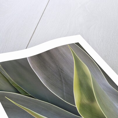 Agave Plants on the Island of Maui by Anonymous