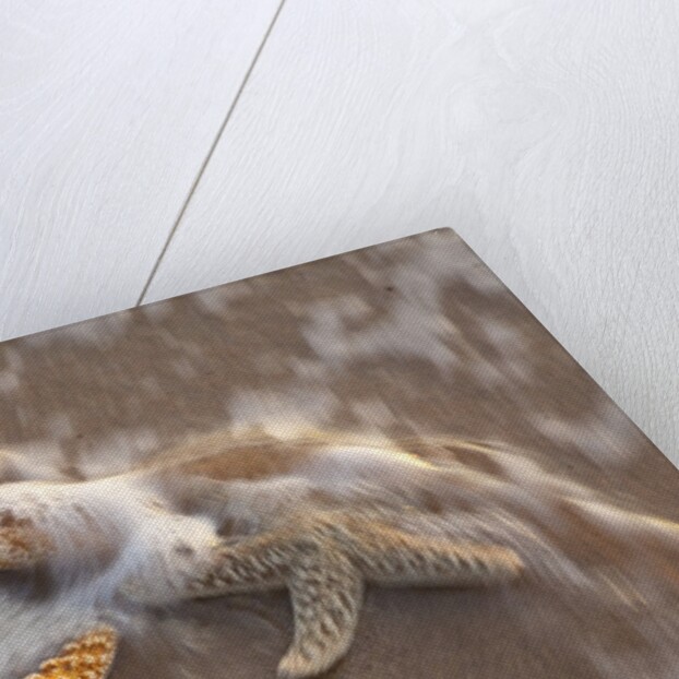 Starfish with evening surf rolling in by Anonymous