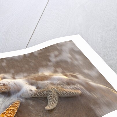 Starfish with evening surf rolling in by Anonymous