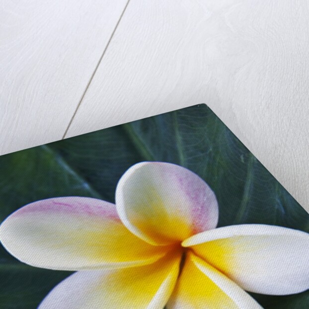 Plumeria Bloom on Large Leaf by Anonymous