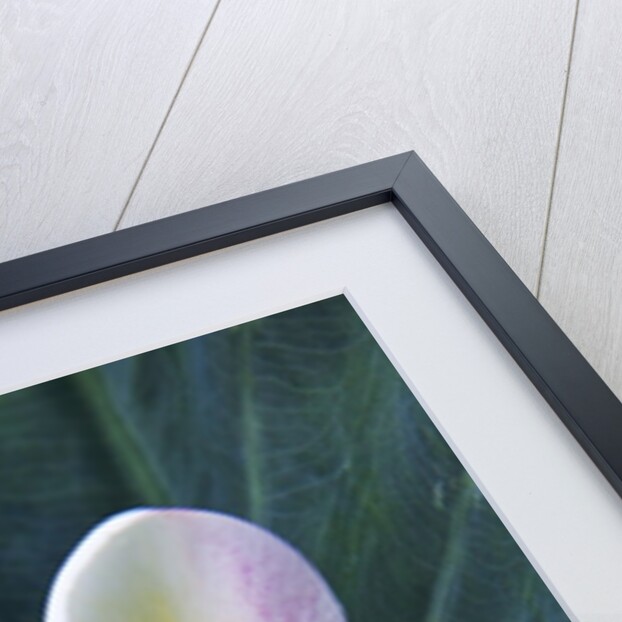 Plumeria Bloom on Large Leaf by Anonymous