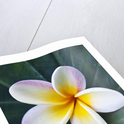 Plumeria Bloom on Large Leaf by Anonymous