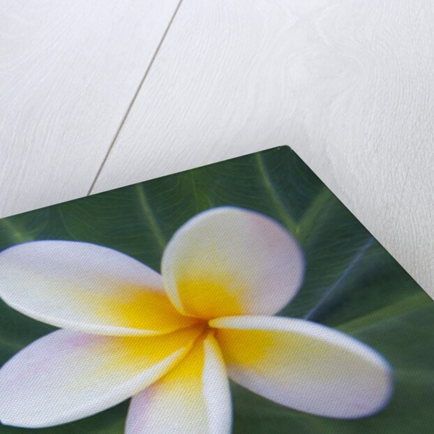 Plumeria Bloom on Large Leaf by Anonymous