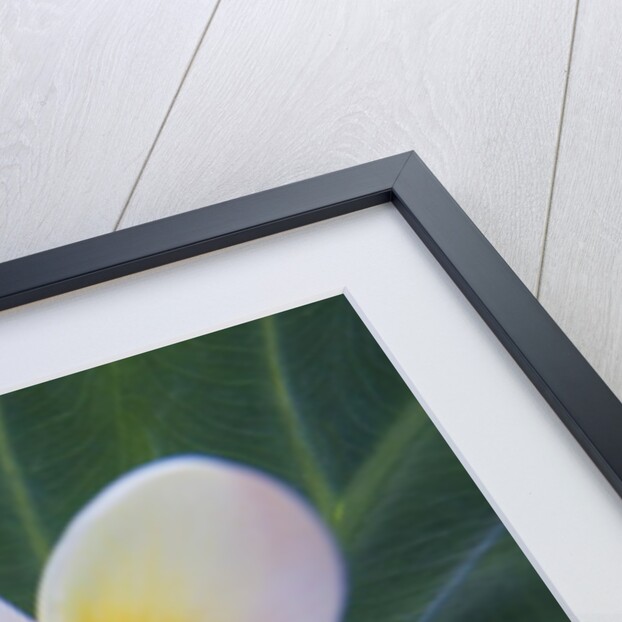 Plumeria Bloom on Large Leaf by Anonymous