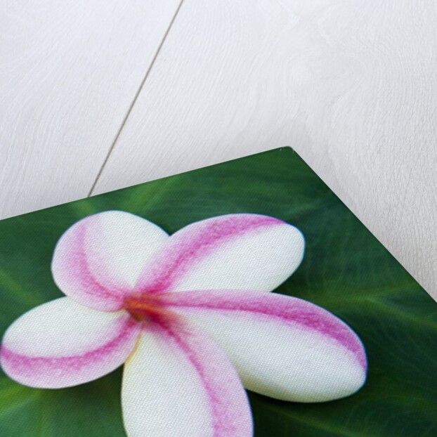 Plumeria Bloom on Large Leaf by Anonymous