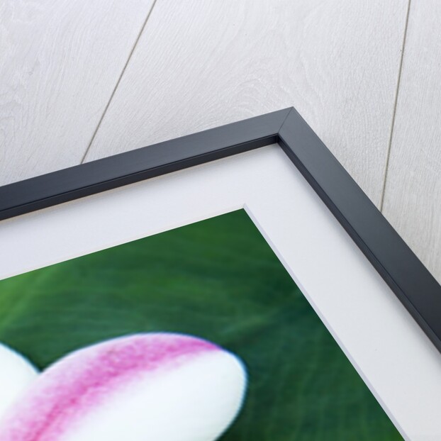 Plumeria Bloom on Large Leaf by Anonymous