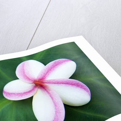 Plumeria Bloom on Large Leaf by Anonymous