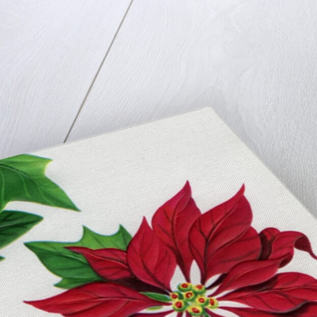 Vintage Illustration of Christmas Poinsettia by Anonymous