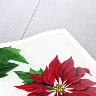 Vintage Illustration of Christmas Poinsettia by Anonymous