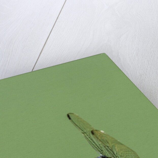 Dragonfly by Anonymous