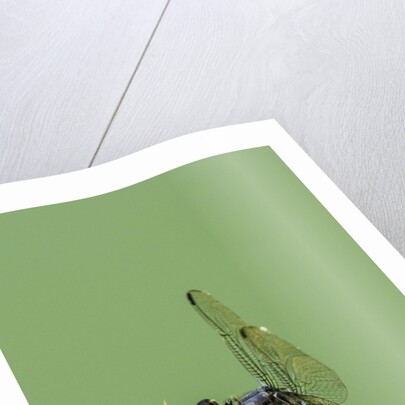 Dragonfly by Anonymous