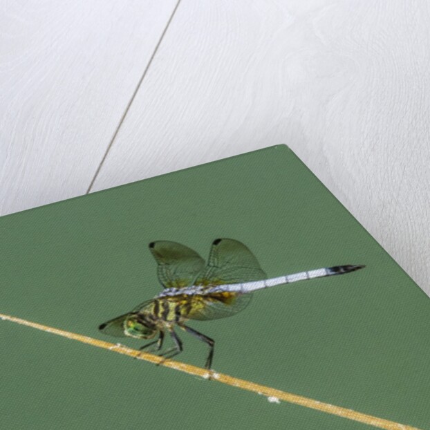 Dragonfly by Anonymous