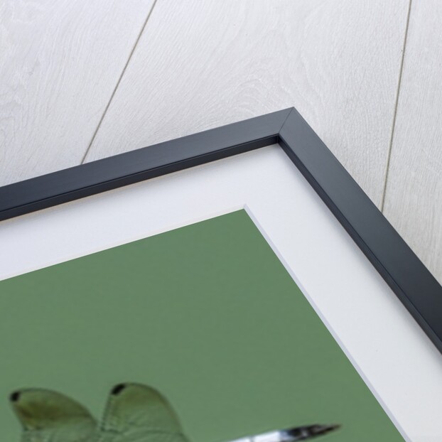 Dragonfly by Anonymous