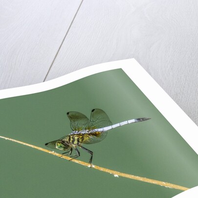 Dragonfly by Anonymous