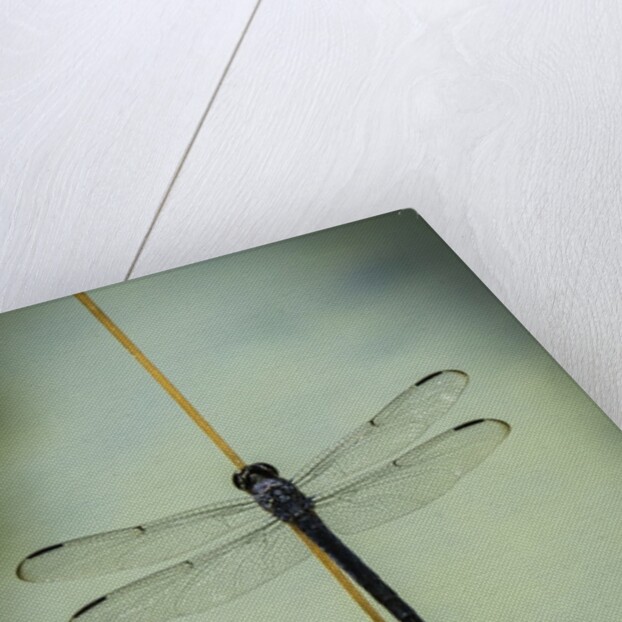 Dragonfly by Anonymous