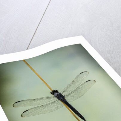 Dragonfly by Anonymous