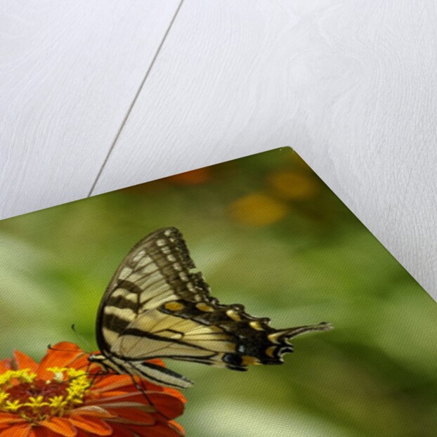 Swallowtail Butterfly by Anonymous