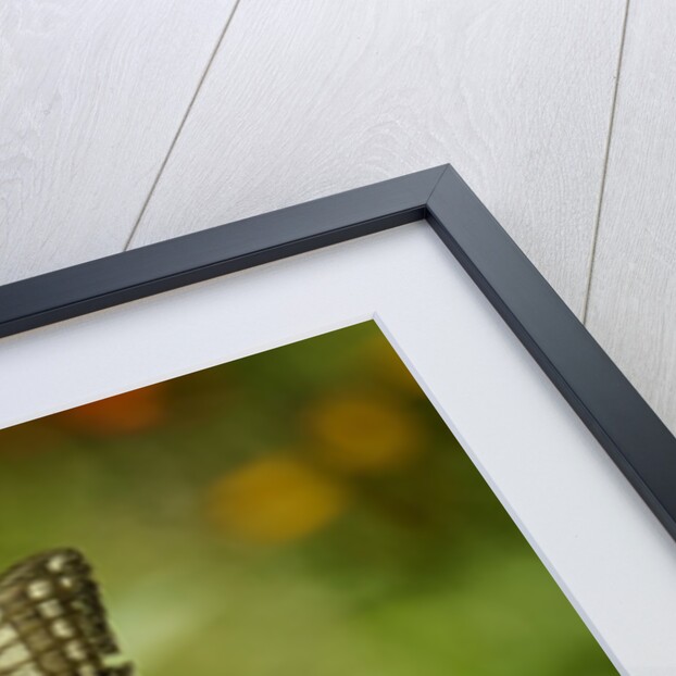 Swallowtail Butterfly by Anonymous