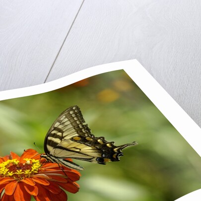 Swallowtail Butterfly by Anonymous