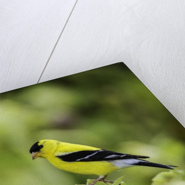 American Goldfinch by Anonymous