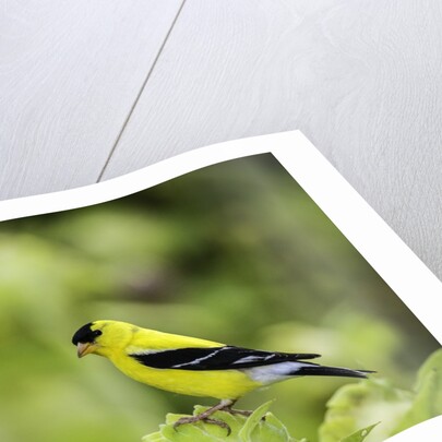 American Goldfinch by Anonymous