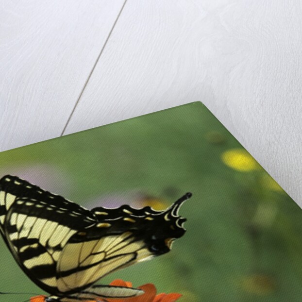 Swallow-tailed Burtterfly by Anonymous