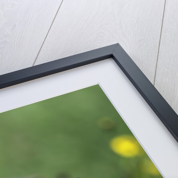 Swallow-tailed Burtterfly by Anonymous