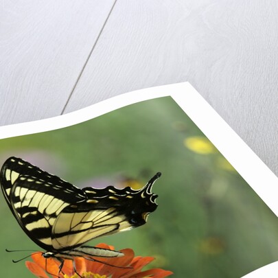 Swallow-tailed Burtterfly by Anonymous