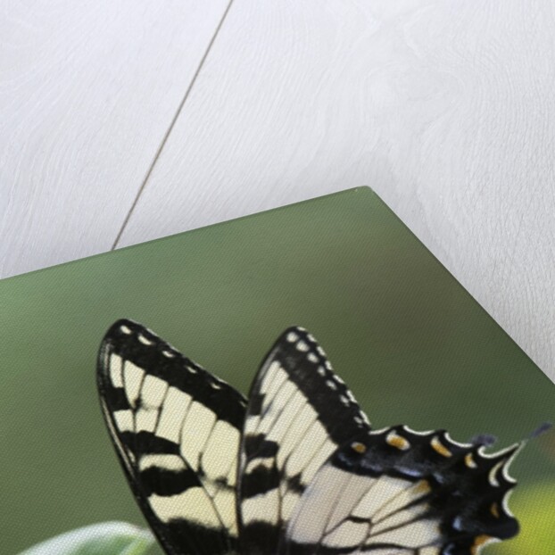 Swallow-tailed Burtterfly by Anonymous