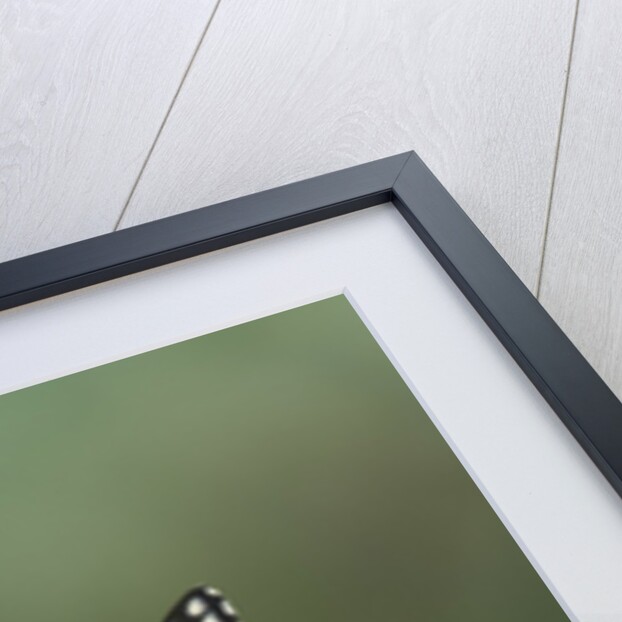 Swallow-tailed Burtterfly by Anonymous