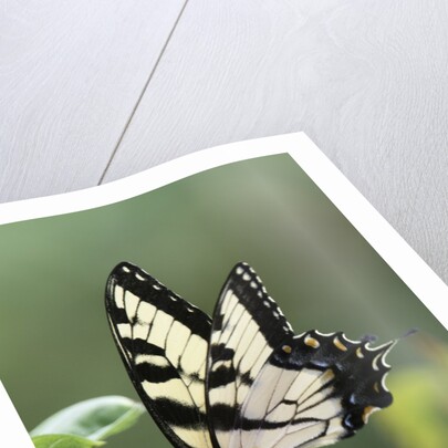 Swallow-tailed Burtterfly by Anonymous