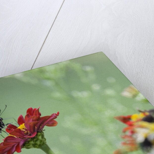 Swallow-tailed Butterfly by Anonymous